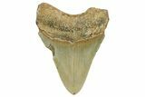 Serrated, Fossil Megalodon Tooth - North Carolina #351746-1